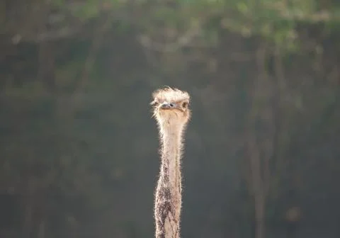 Close up Head and Neck of Common Ostrich Isolated on Background Фото