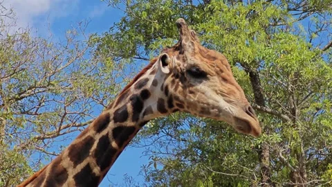 Close up of head and neck of giraffe. Stock Footage 307767759