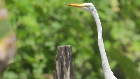 Close-up of the head and neck of a Great Egret (Ardea alba) Stock Footage 307723028
