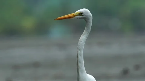 Close-up of the head and neck of a Great Egret (Ardea alba) Stock Footage 307726065