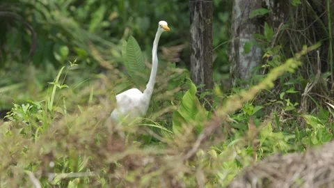Close-up of the head and neck of a Great Egret (Ardea alba) Stock Footage 307726689