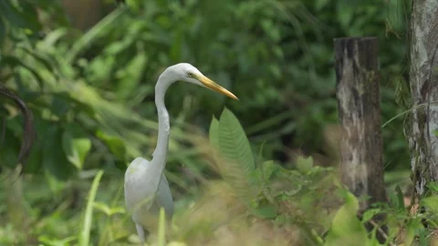 Close-up of the head and neck of a Great Egret (Ardea alba) Stock Footage 307726690