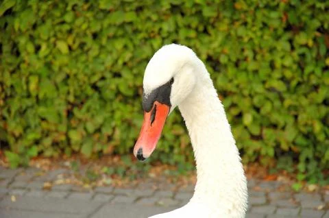 Close up of head and neck of swan Stock Photos