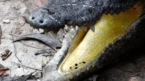 Close up of the Head and Teeth of the Crocodile. Vídeos de archivo 62471904