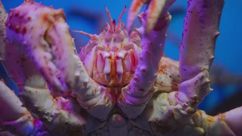 Close up the head and tentacles of a crab that moves its claws and whiskers Stock Footage 315558463