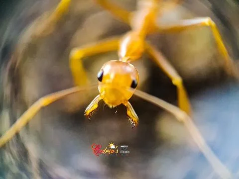 Close up head of ant Stock Photos