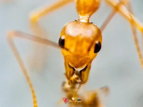 Close up head of ant Stock Photos