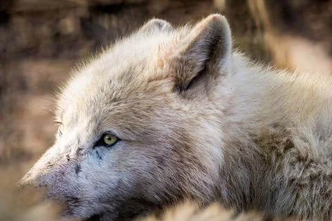 Close up on head Arctic wolf (Canis lupus arctos) on grass in Nature park Stock Photos