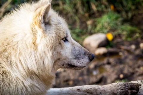 Close up of Head Arctic wolf (Canis lupus arctos) on grass in Nature park Stock Photos