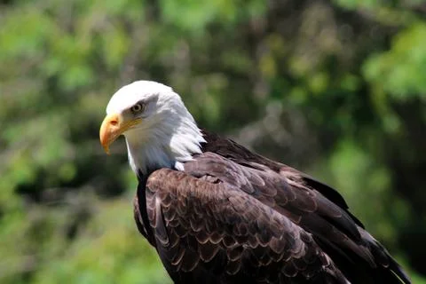 Close up on the head of a bald eagle looking for a prey Stock Photos