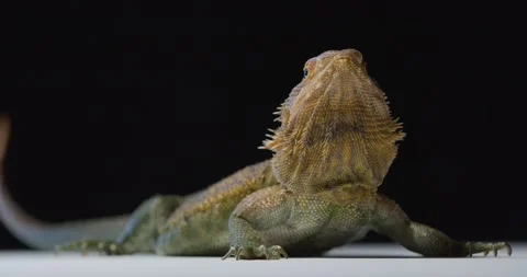 Close up of the head of a bearded dragon with brown spiky skin, 4k Stock Footage 158161325