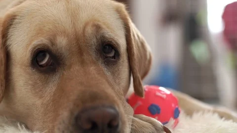 Close up head of beige labrador dog lying on floor with ball and looking into Stock Footage 100700242