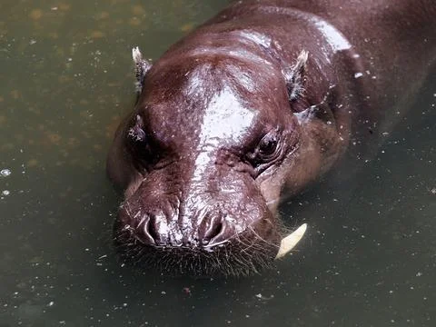 Close up head The Big hippopotamus is float in river Stock Photos