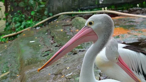Close up head bird pelican 스톡 동영상 247979084