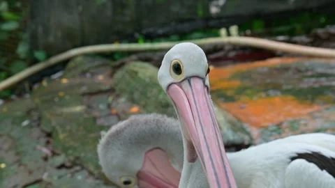 Close head bird pelican Stock-Footage 247983691