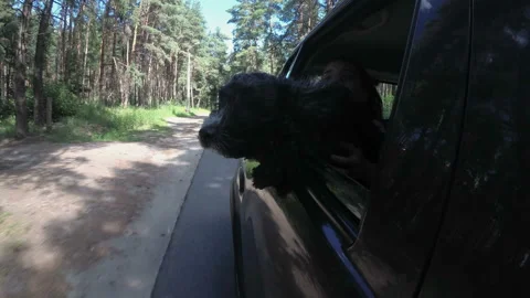 Close-up of the head of a black, gray-haired dog that leans out of the window of 스톡 동영상 148446048