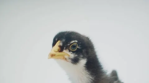 Close up head of Black little chick isolated on white background Stock Footage 278512902
