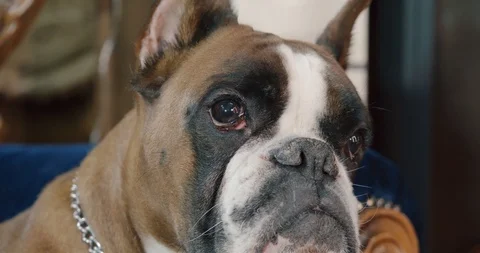 Close-up of the head of a boxer dog. Attentive look. Expressive eyes. Stock Footage 121845756