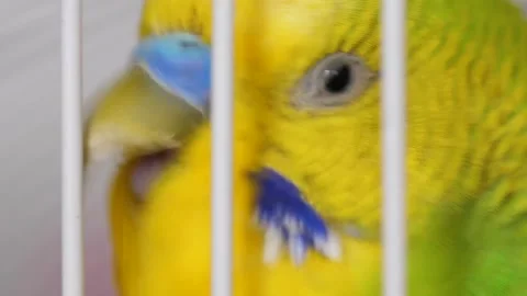 Close-up of the head of a bright green budgerigar in a cage. Macro. Shallow dept Video stock 179510321