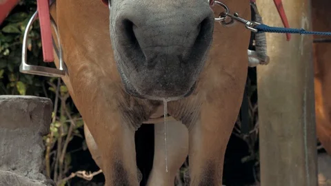 Close-up of a head of a brown horse. Close-up of mouth and nostrils are brown Video stock 101672255