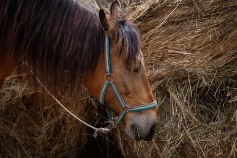 Close-up on the head of a brown horse that eats hay from a dried-out stack in Stock Photos