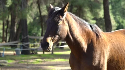 Close up of the head of a brown horse Stock Footage 140398545