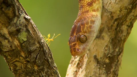 Close up of the head of a brown tree snake Video stock 112351839