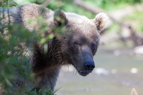 Close-up head of brown wild bear grizzly Stock Photos