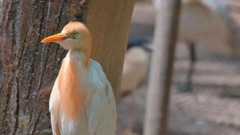Close Up Head Bubulcus Ibis 스톡 동영상 246801013