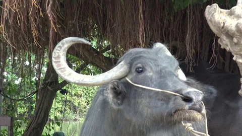 Close up head of  buffalo in farm. Stock Footage 74088268