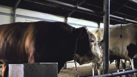 Close-up of the head of a bull standing in a stall. Stock Footage 132786321
