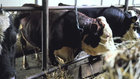 Close-up of the head of a bull standing in a stall. Stock Footage 132786402