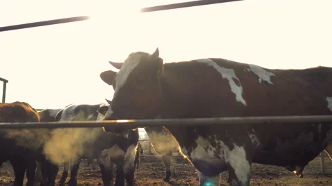 Close-up of the head of a bull standing in a stall. Stock Footage 132787166