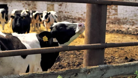 Close-up of the head of a bull standing in a stall. Stock Footage 132787202