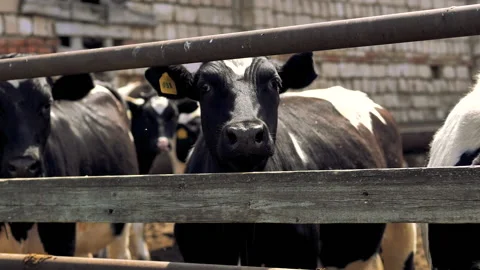 Close-up of the head of a bull standing in a stall. Stock Footage 132787250
