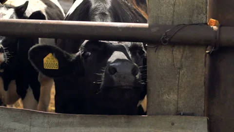 Close-up of the head of a bull standing in a stall. Stock Footage 132787336