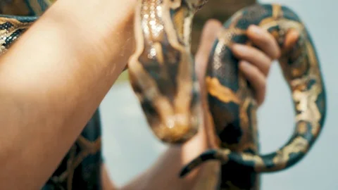 Close up of the head of a Burmese Python being held by a young tourist in Video stock 87207608