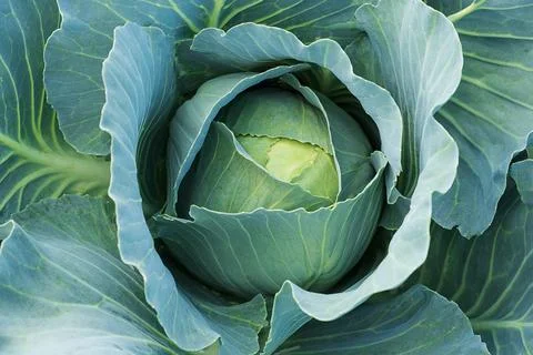Close-up of a head of cabbage in the garden. Stock Photos