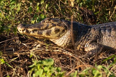 Close up of the head of a Caiman Lying in Vegetation in The Pantanal, Brazil Stock-Fotos