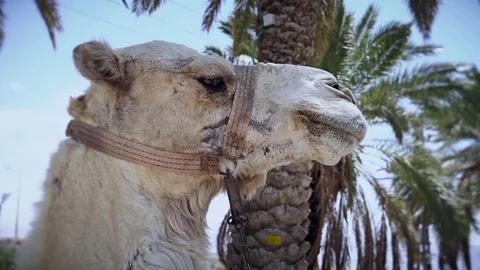 Close up head of camel on a background of a palm tree. Stock-Footage 76751894