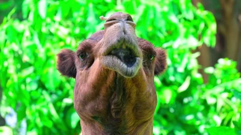 Close up head of camel Stock-Footage 243945695