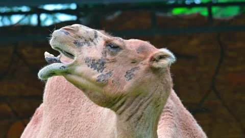 Close up of the head of a camel 스톡 동영상 243950652