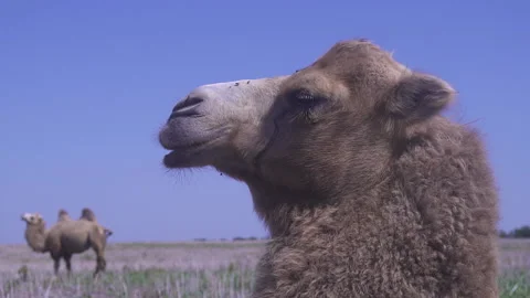 Close-up of the head of a camel that turns its head and looks into the frame. Stock Footage 155466959