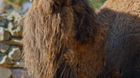 Close up head of camel in zoo Video stock 106288150