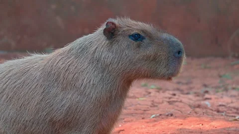Close up head capybara Stock-Footage 264996532