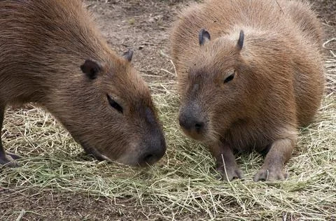 Close-up of the head of a capybara, which is the largest living rodent Stock Photos