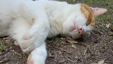 Close up head cat sleeping in a garden Stock Footage 248966304