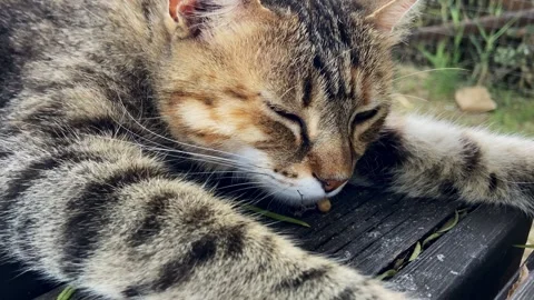 Close up head cat sleeping in a garden's table Stock Footage 248967052