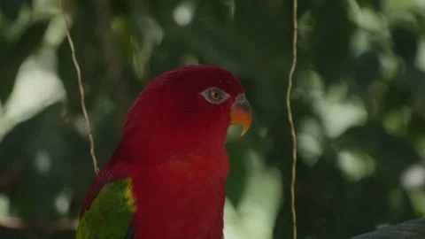 Close-up of the head of a Chattering lory (Lorius garrulus) parrot in Bali Stock Footage 275170128