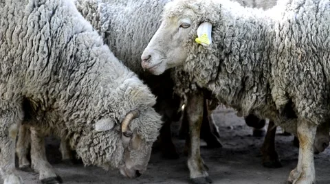 Close up of Head Chewing, Sheep on Meadow, Field, Farming Stock Footage 52232683